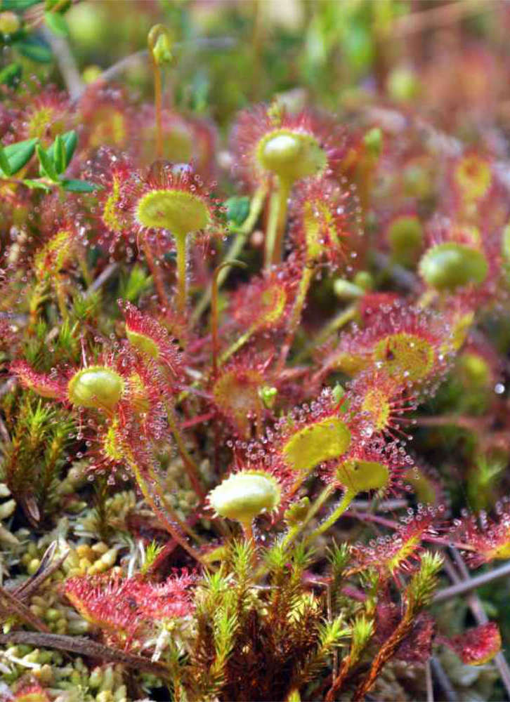 Rosnatka okrouhlolistá (Drosera rotundifolia) Rosnatka okrouhlolistá (Drosera rotundifolia)