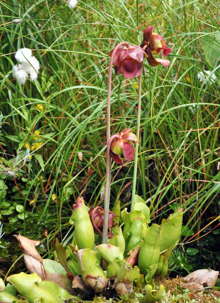 Špirlice nachová (Sarracenia purpurea) Špirlice nachová (Sarracenia purpurea)