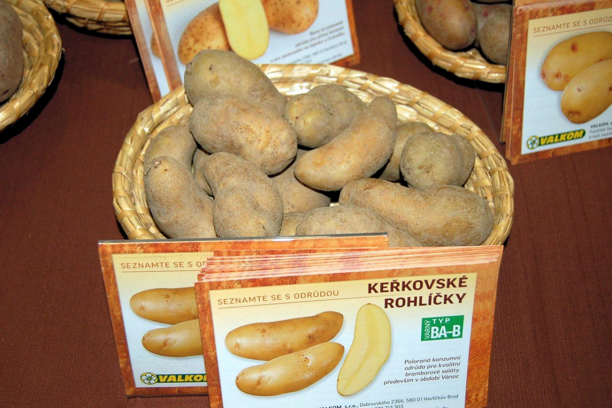 Keřkovské rohlíčky, historická česká rarita, brambora ideální pro přípravu salátu Brambor odrůda Keřkovské rohlíčky