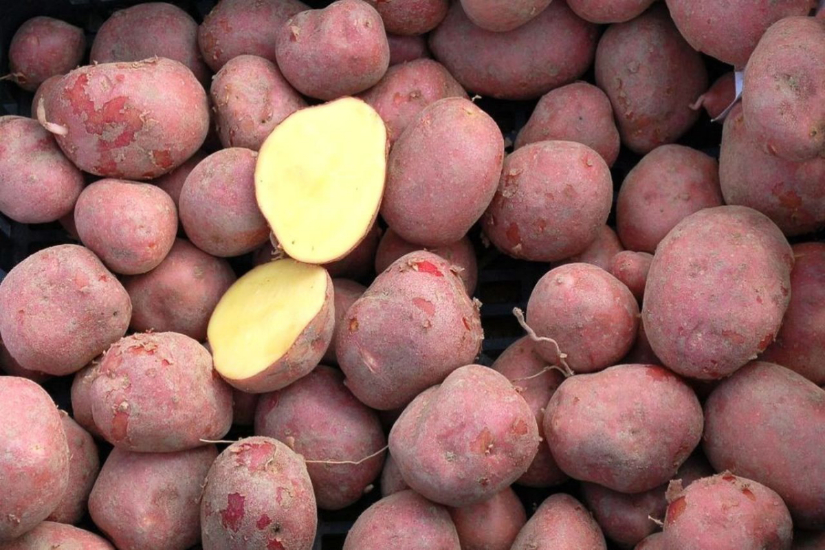 Brambor Baltic Rose se řadí do varného typu B Brambor Baltic Rose se řadí do varného typu B