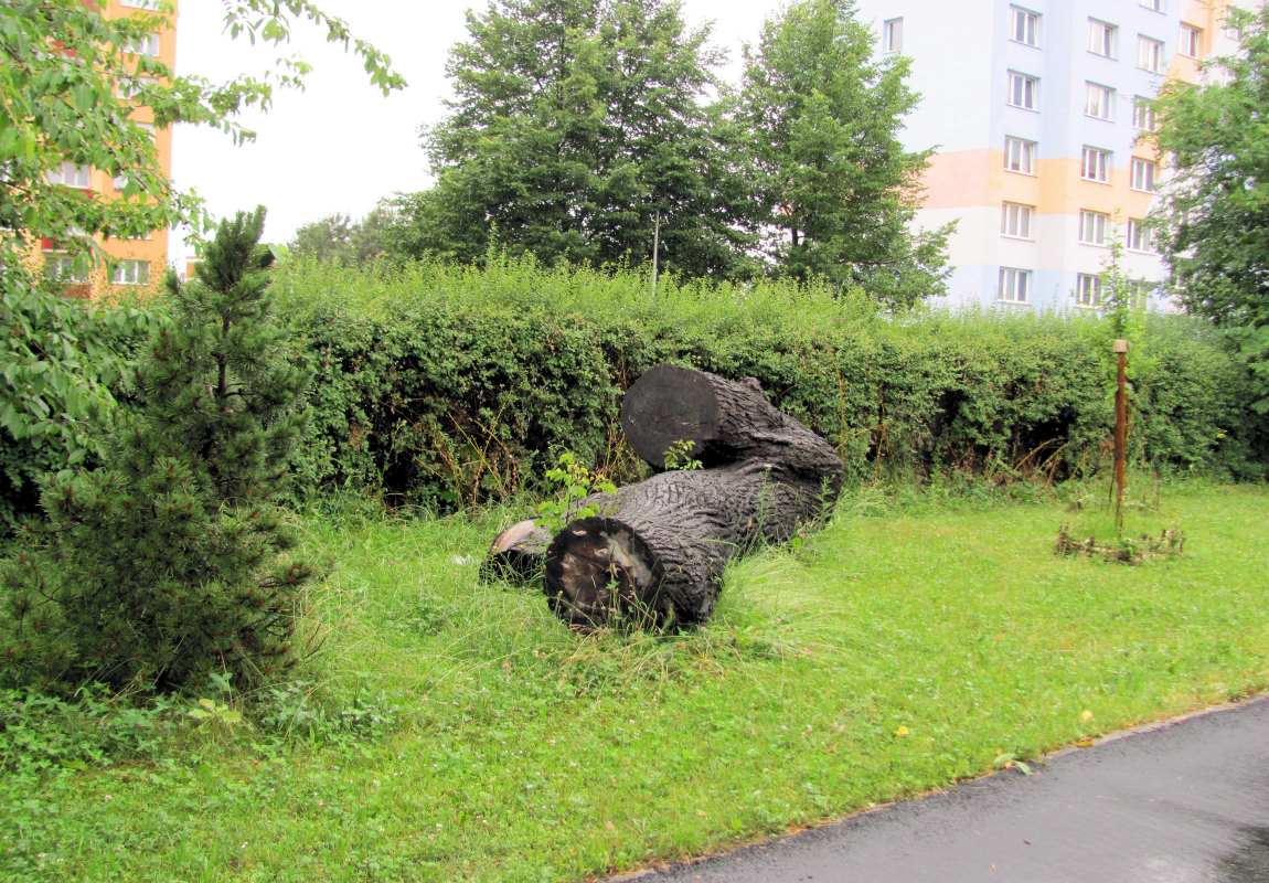Celý kmen ponechaný na vhodném místě může sloužit jako broukoviště Broukoviště