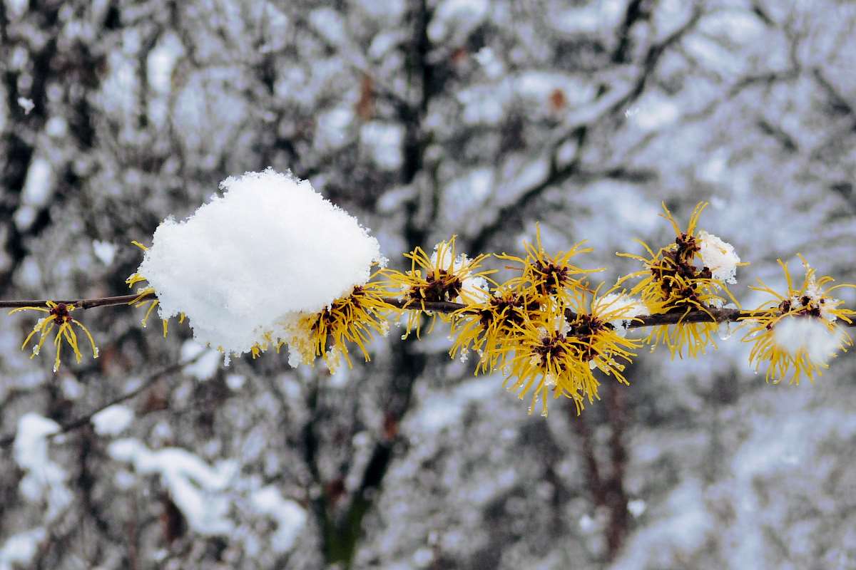 Hamamelis x intermedia Barmstedt Gold Hamamelis x intermedia Barmstedt Gold