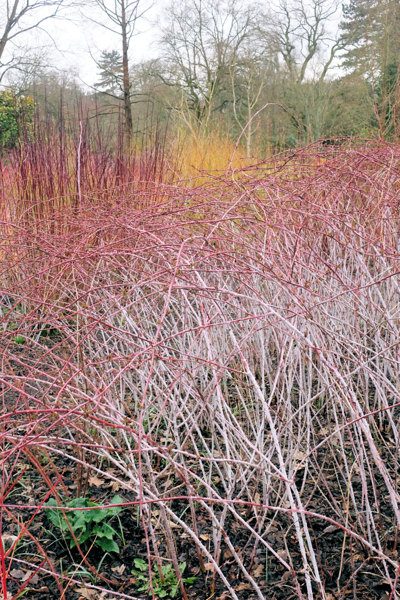 Rubus cockburnianus – ostružiník voskovaný Rubus cockburnianus – ostružiník voskovaný