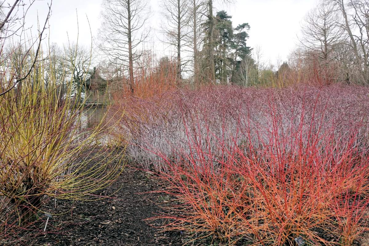 Zimní efekt různých odrůd svíd a ostružiníku. Zahrada Wisley, Velká Británie Zimní efekt různých odrůd svíd a ostružiníku. Zahrada Wisley, Velká Británie