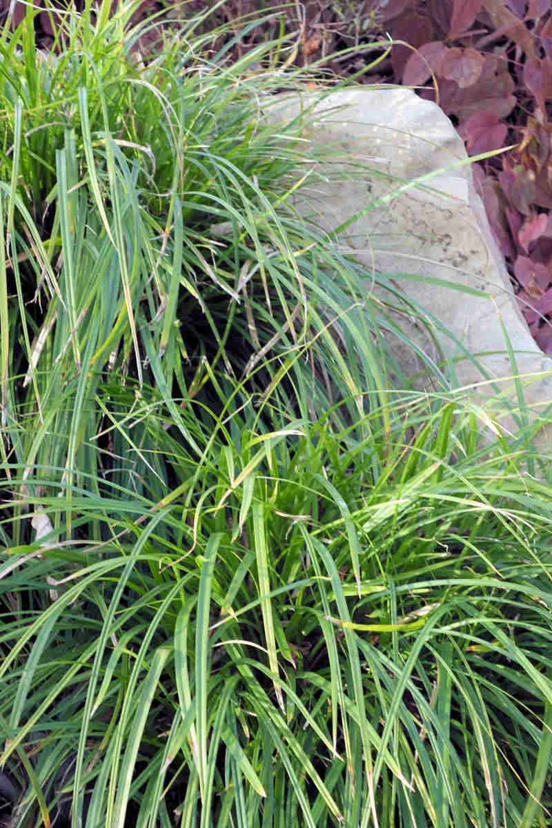 Carex morovii je jendou z nejoblíbenějších stálezelených ostřic Carex morovii je jendou z nejoblíbenějších stálezelených ostřic