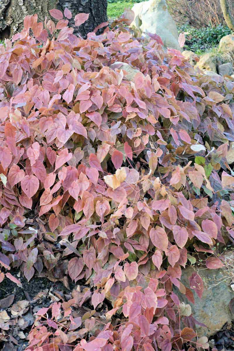 Zimní olistění škornice (Epimedium) Zimní olistění škornice (Epimedium)