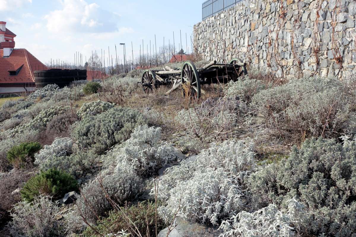 Různé odrůdy šalvěje lékařské, santolín a levandulí na slunném svahu Různé odrůdy šalvěje lékařské, santolín a levandulí na slunném svahu