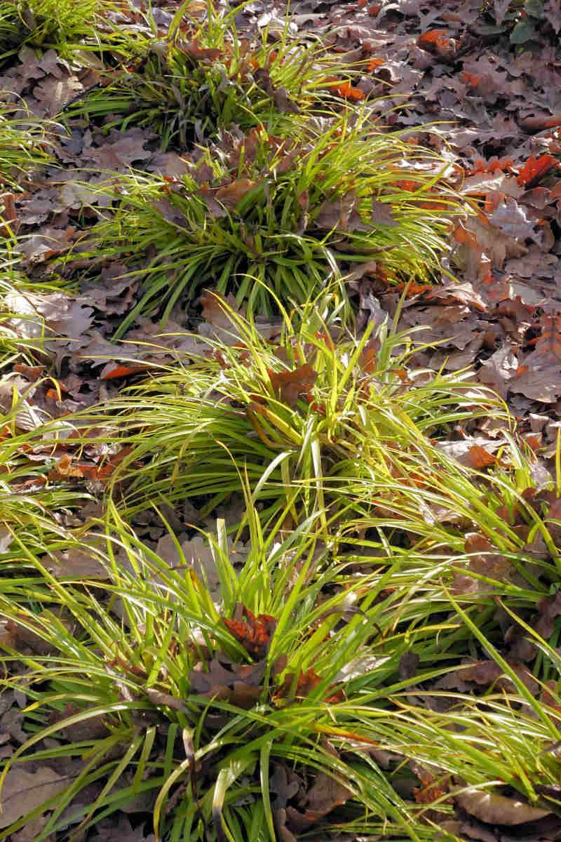 Luzula sylvatica Wintergold se během zimy barví do žluta Luzula sylvatica Wintergold se během zimy barví do žluta