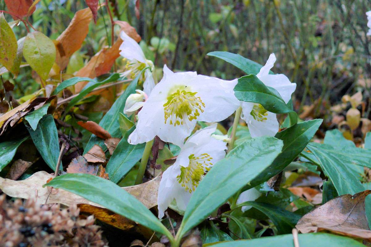 Helleborus niger Praecox Helleborus niger Praecox
