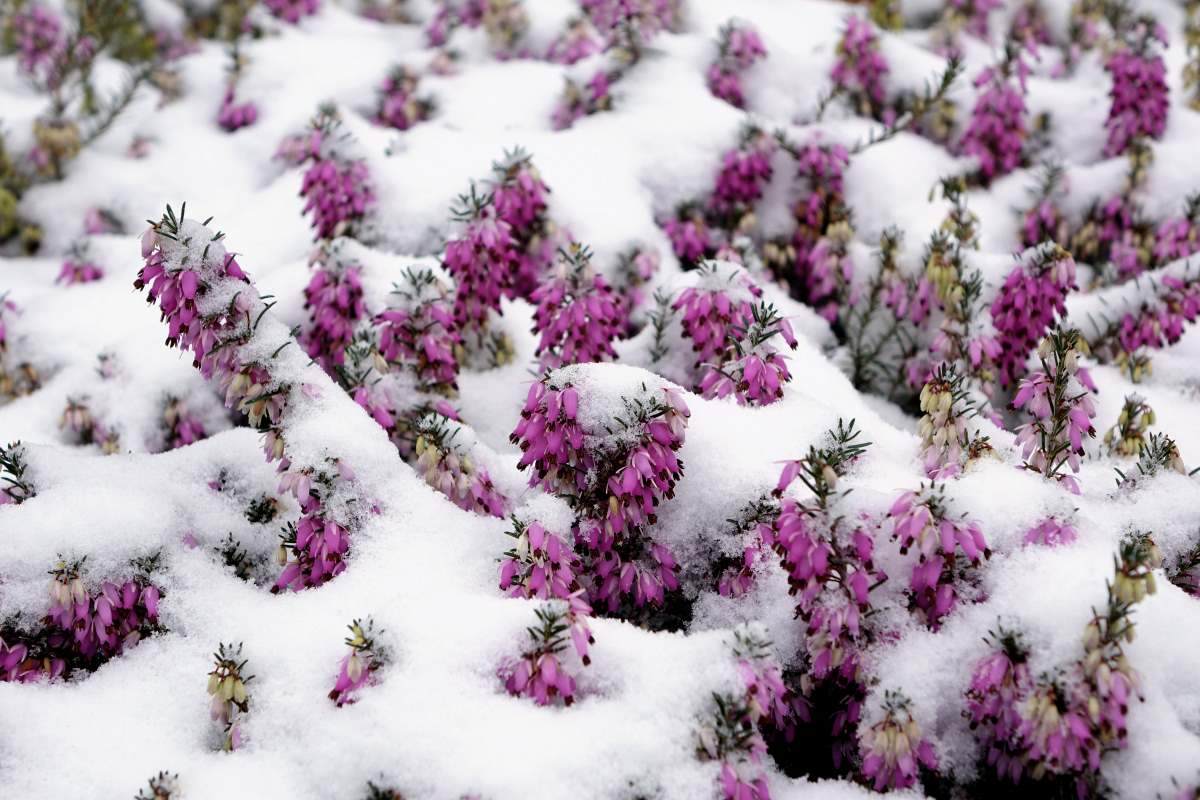 Vřesovce (Erica carnea) nakvétají velmi časně Vřesovce (Erica carnea) nakvétají velmi časně