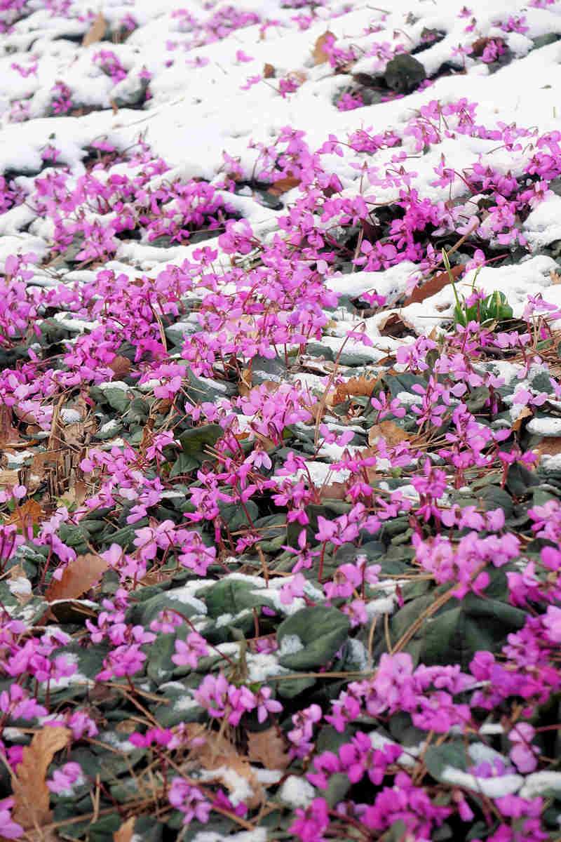 Brambořík Cyclamen coum je dlouhověká trvalka Brambořík Cyclamen coum je dlouhověká trvalka