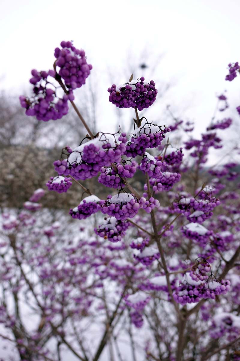 Plody krásnoplodky (Callicarpa) Plody krásnoplodky (Callicarpa)