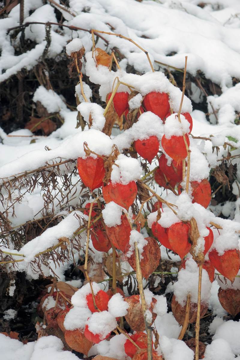 Známé plody mochyně (Physalis alkekengi) Známé plody mochyně (Physalis alkekengi)