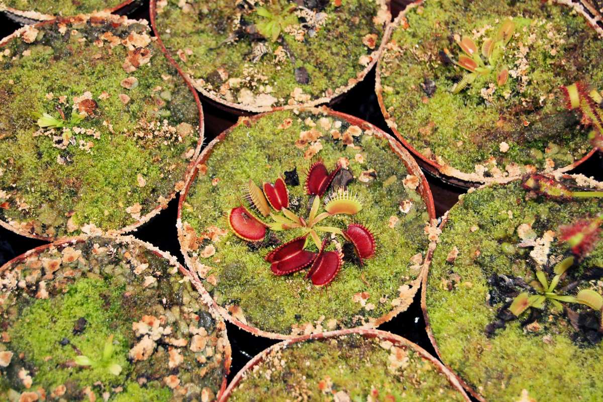 Dionaea muscipula - mucholapka podivná