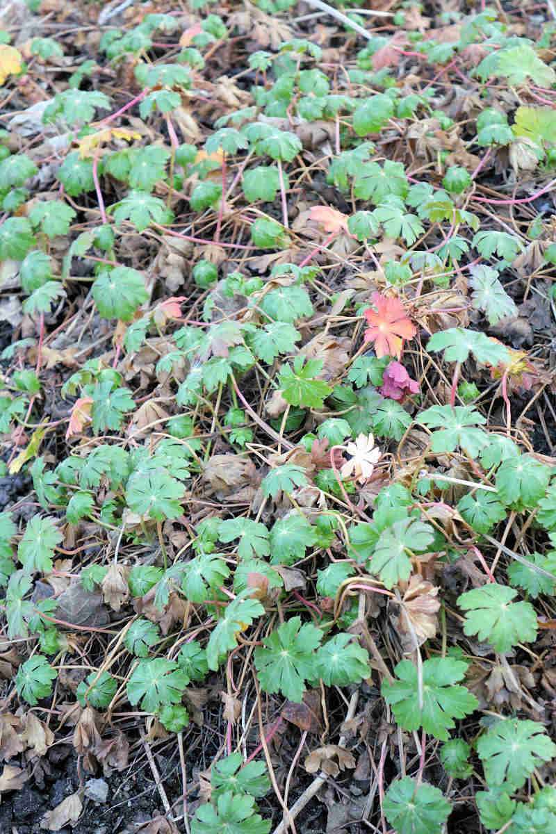 Geranium x cantabrigiense - stav porostu během zimních měsíců Geranium x cantabrigiense - stav porostu během zimních měsíců