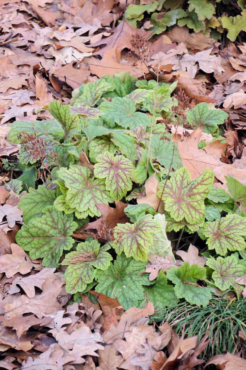 Olistění dlužich (Heuchera) je atraktivní během celého roku Olistění dlužich (Heuchera) je atraktivní během celého roku