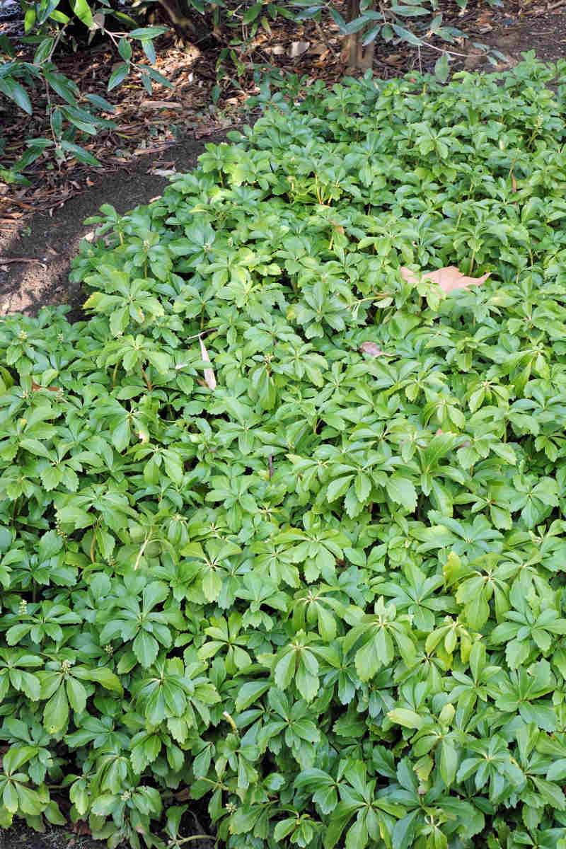 Pachysandra terminalis je i během zimy jasně zelená Pachysandra terminalis je i během zimy jasně zelená