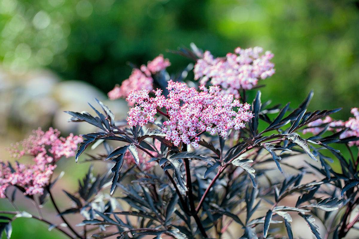 Sambucus nigra (Black Lace) Odrůdy bezu černého - Black Lace