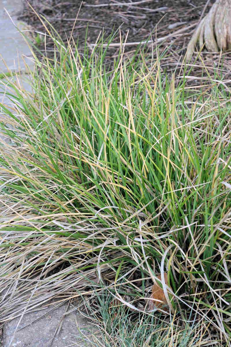 Sesleria autumnalis je u nás nedoceněnou, ale zcela nenáročnou okrasnou travou Sesleria autumnalis je u nás nedoceněnou, ale zcela nenáročnou okrasnou travou
