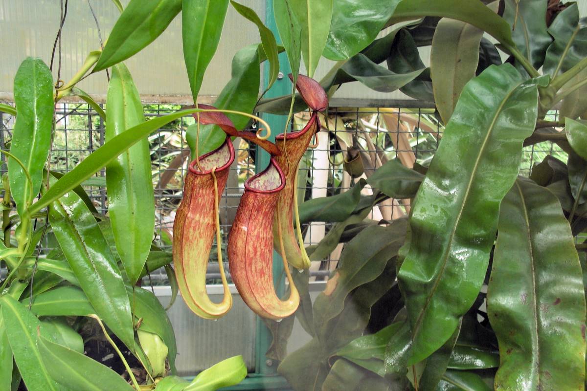 Tropická láčkovka Nepenthes sp.