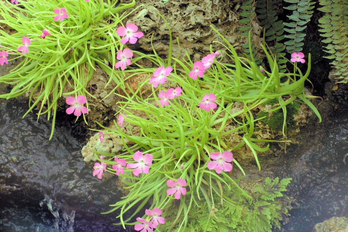 Zástupce rodu Pinguicula s výraznými květy