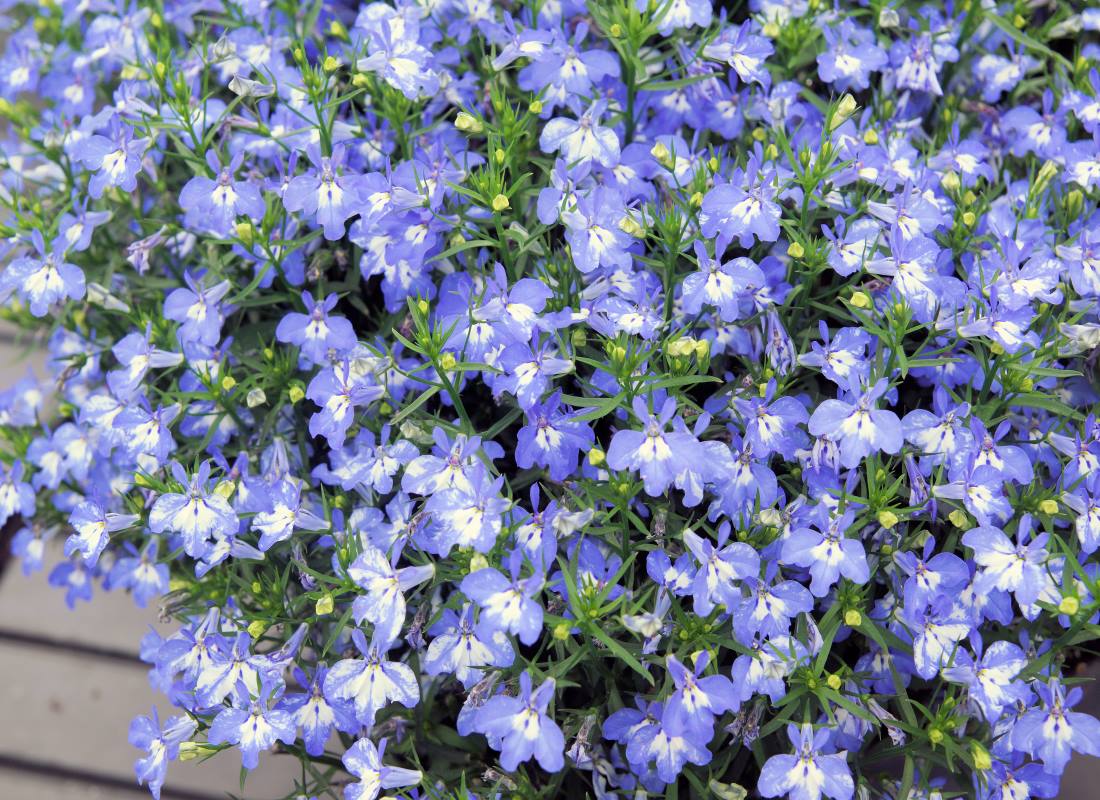 Porost lobelky (Lobelia) Letnička lobelka