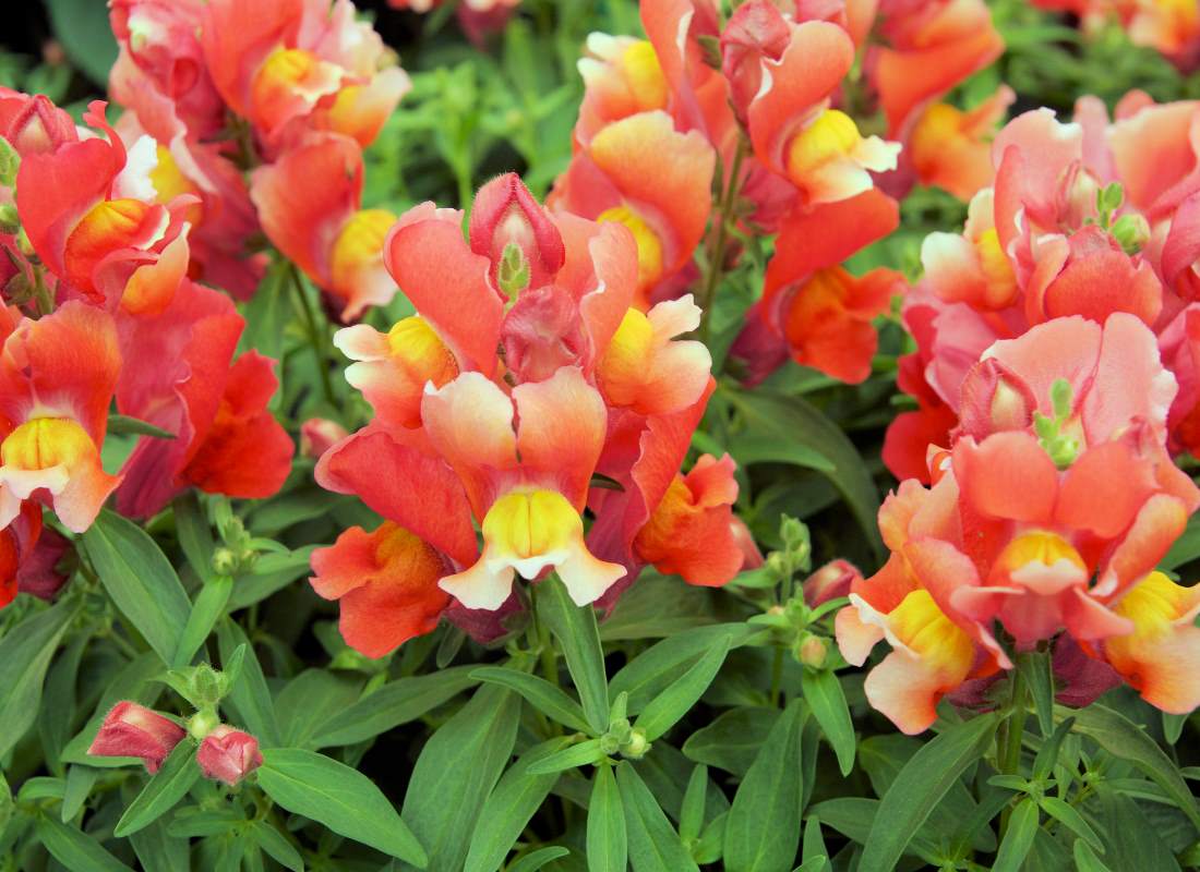 Hledík (Antirrhinum) nabízí širokou škálu barev a různé výšky Hledík (Antirrhinum) nabízí širokou škálu barev a různé výšky