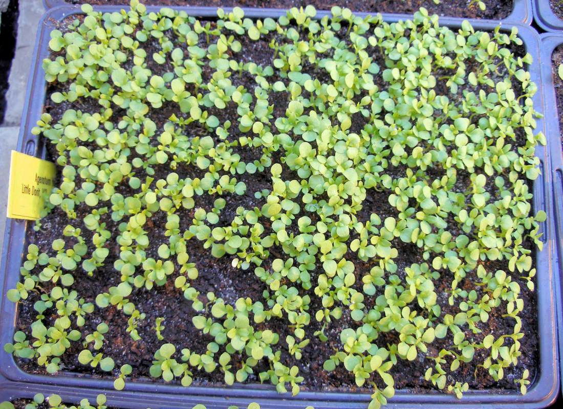Nestařec (Ageratum) - vyseto kvalitní osivo Nestařec (Ageratum) - vyseto kvalitní osivo