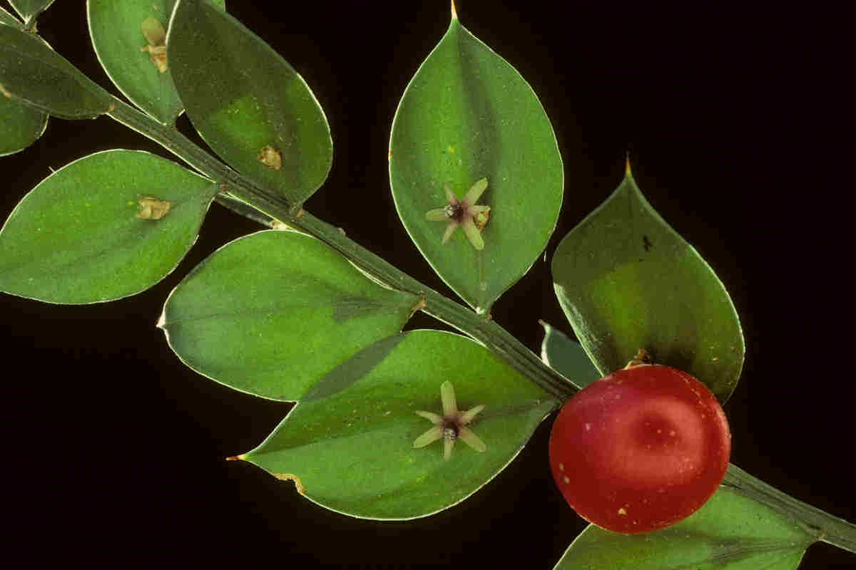 Květy Ruscus