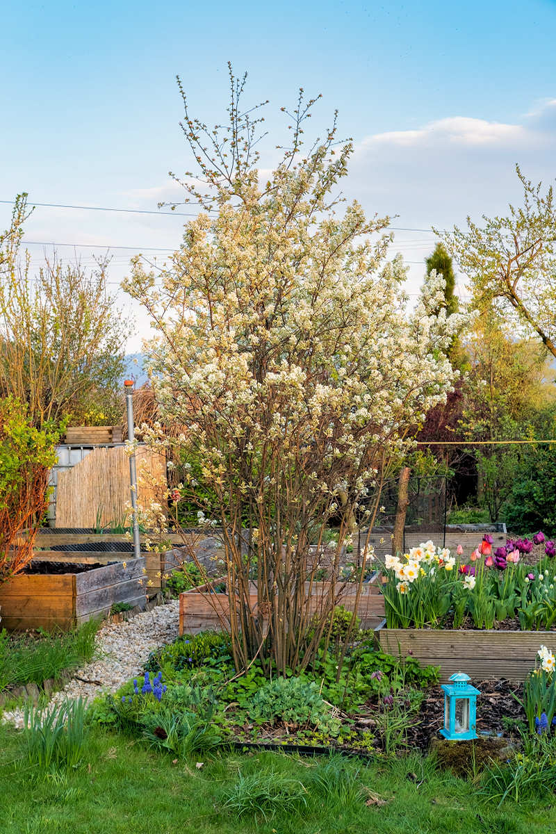 Amelanchier - muchovník v zahradě Méně známé druhy drobného ovoce - muchovník