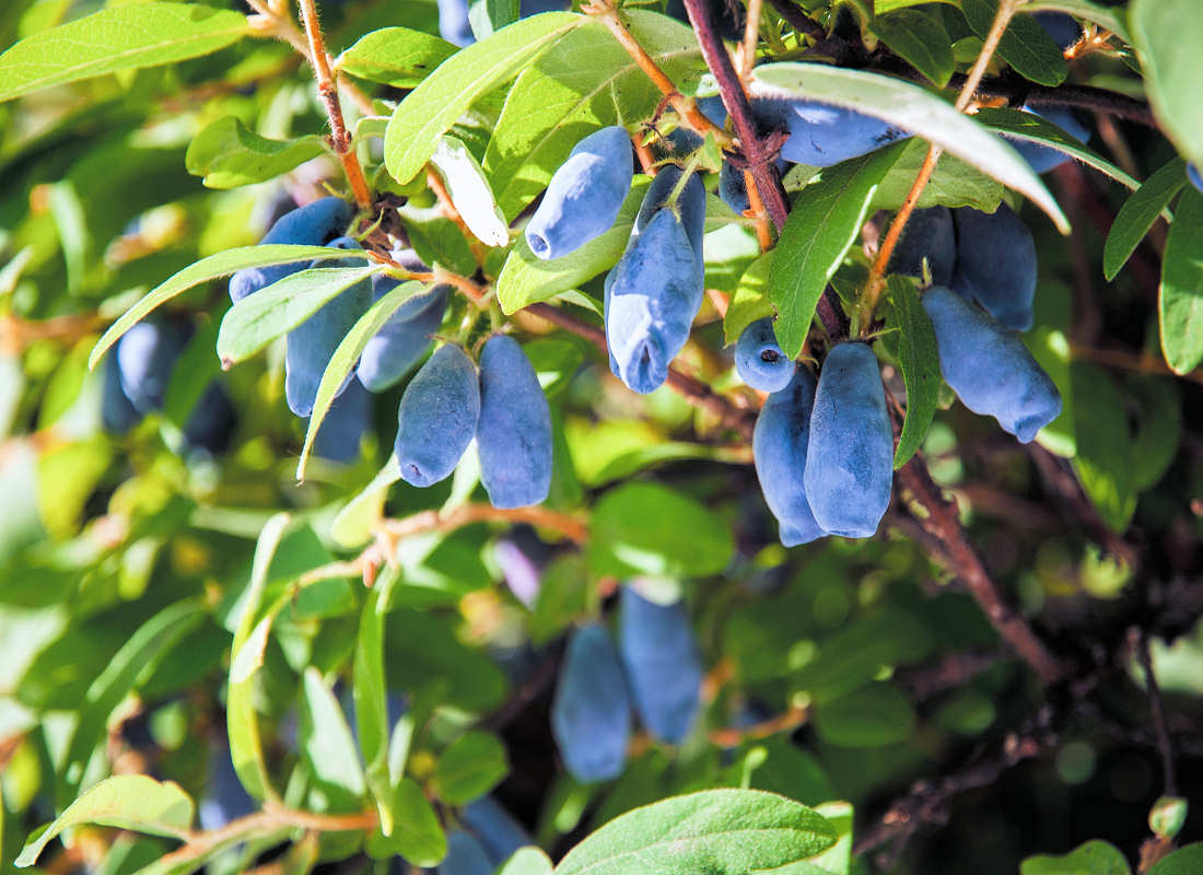Lonicera - zimolez (kamčatská borůvka) Méně známé druhy drobného ovoce - lonicera
