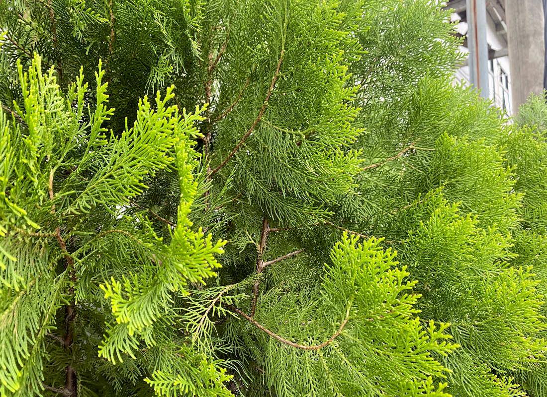 Thuja orientalis, kultivar Aurea Nana Asijské dřeviny - zerav