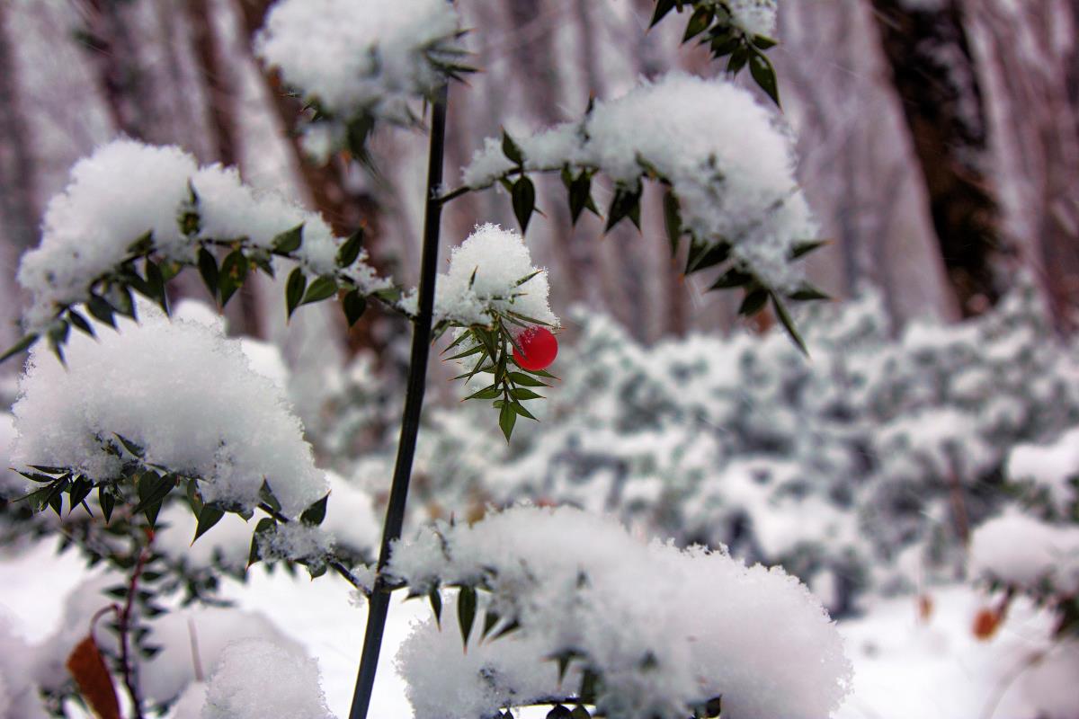 Listnatec pichlavý (Ruscus aculeatus)