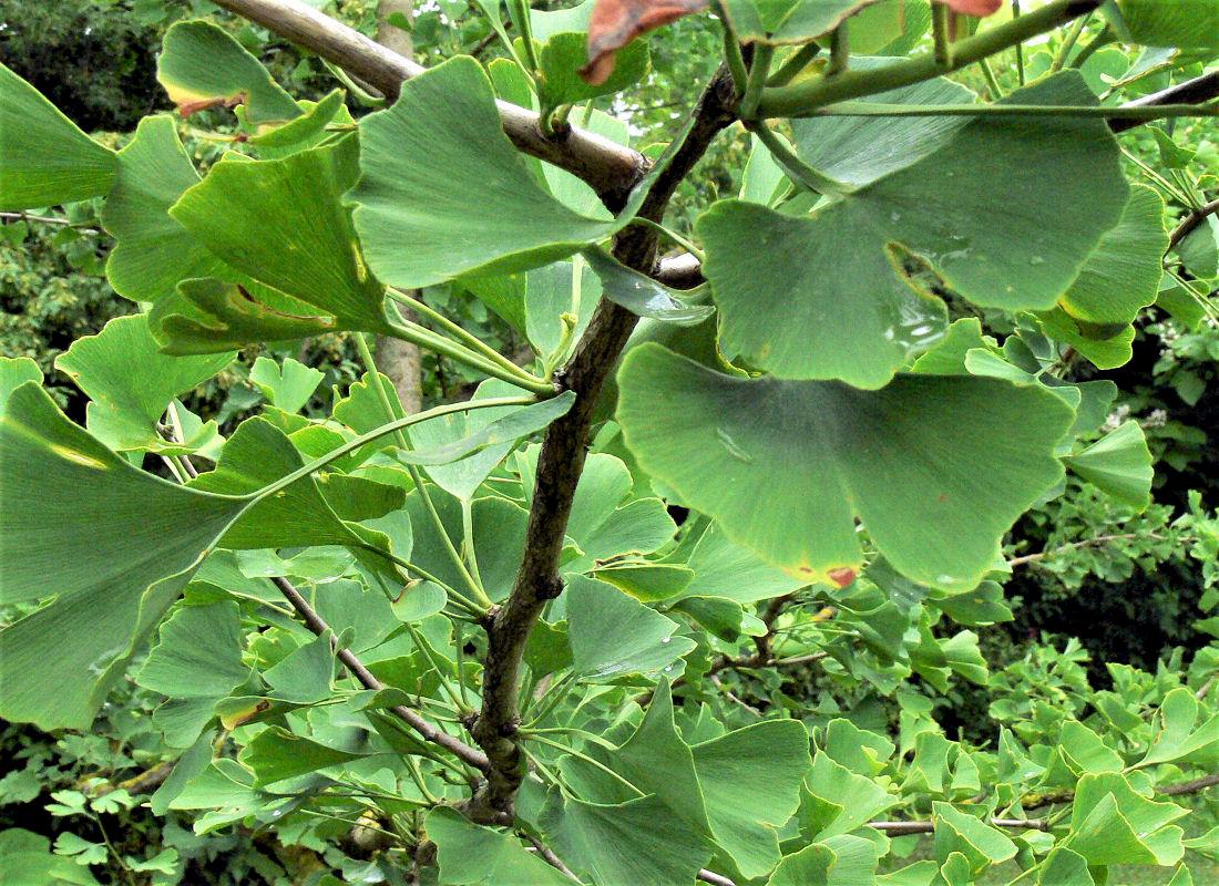 Ginkgo biloba - jinan Asijské dřeviny - jinan