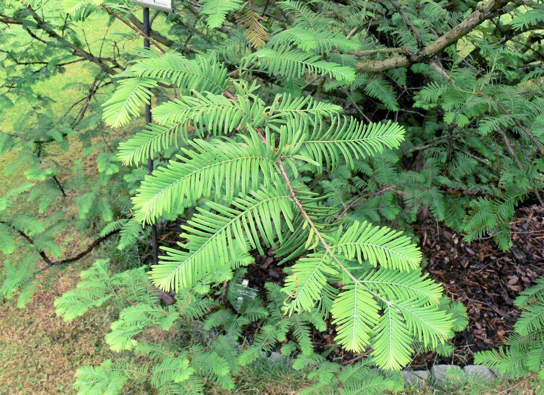 Metasequoia glyptostroboides - metasekvoje Asijské dřeviny - metasekvoje