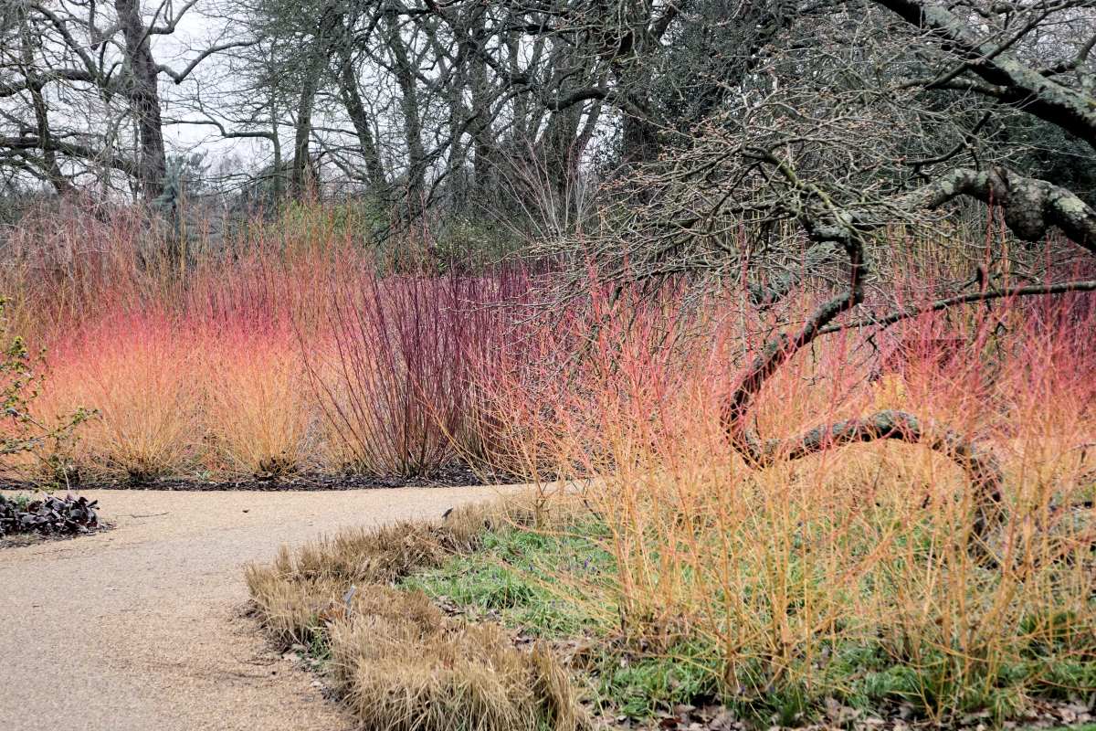 Zimní efekt různých odrůd svíd. Zahrada Wisley, Velká Británie Zimní efekt různých odrůd svíd. Zahrada Wisley, Velká Británie