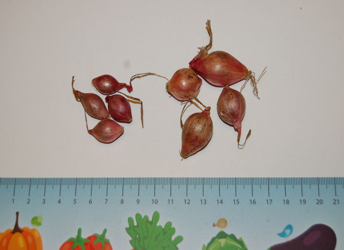 Cibule sazečka