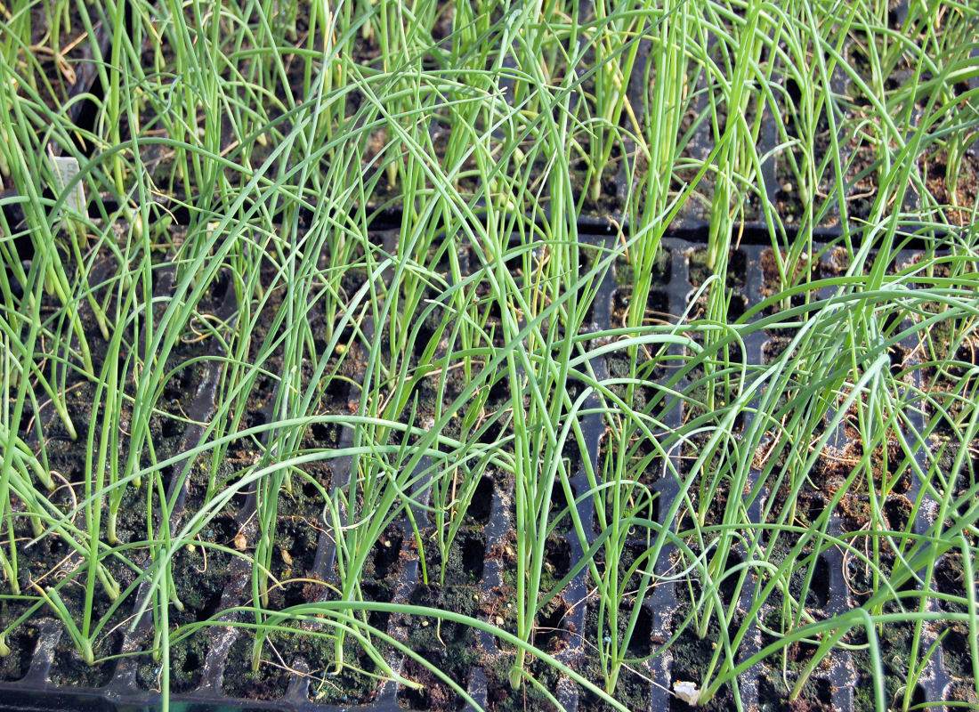 Profi podmínky. Odrůdy cibule s dlouhou vegetační dobou se sejí v únoru. I pórek můžeme sít přímo do sadbovačů