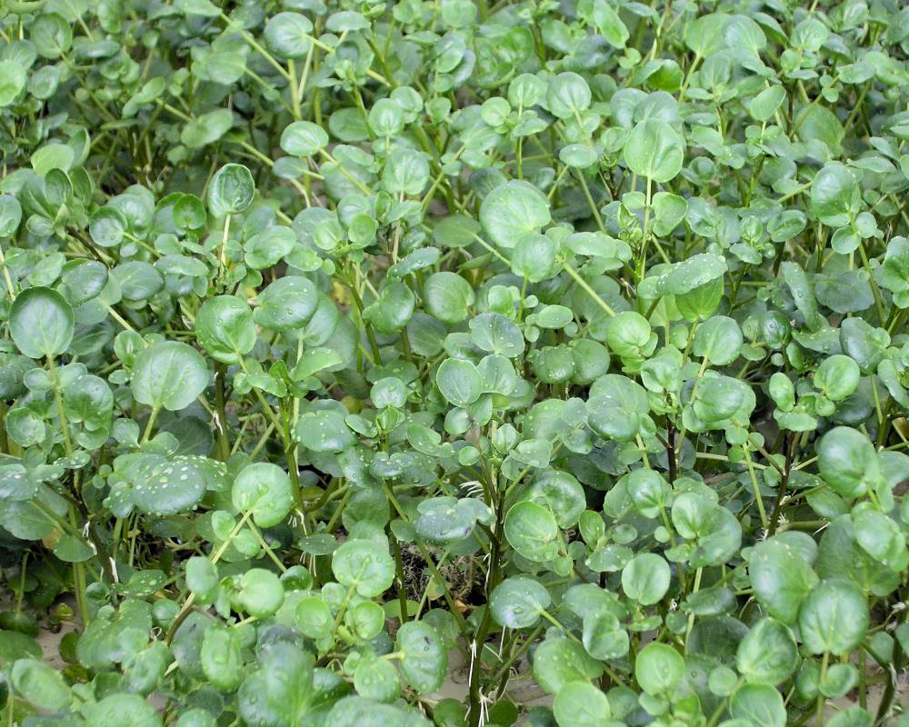 Mini rostliny, maxi živiny: Vše o microgreens, zde potočnice