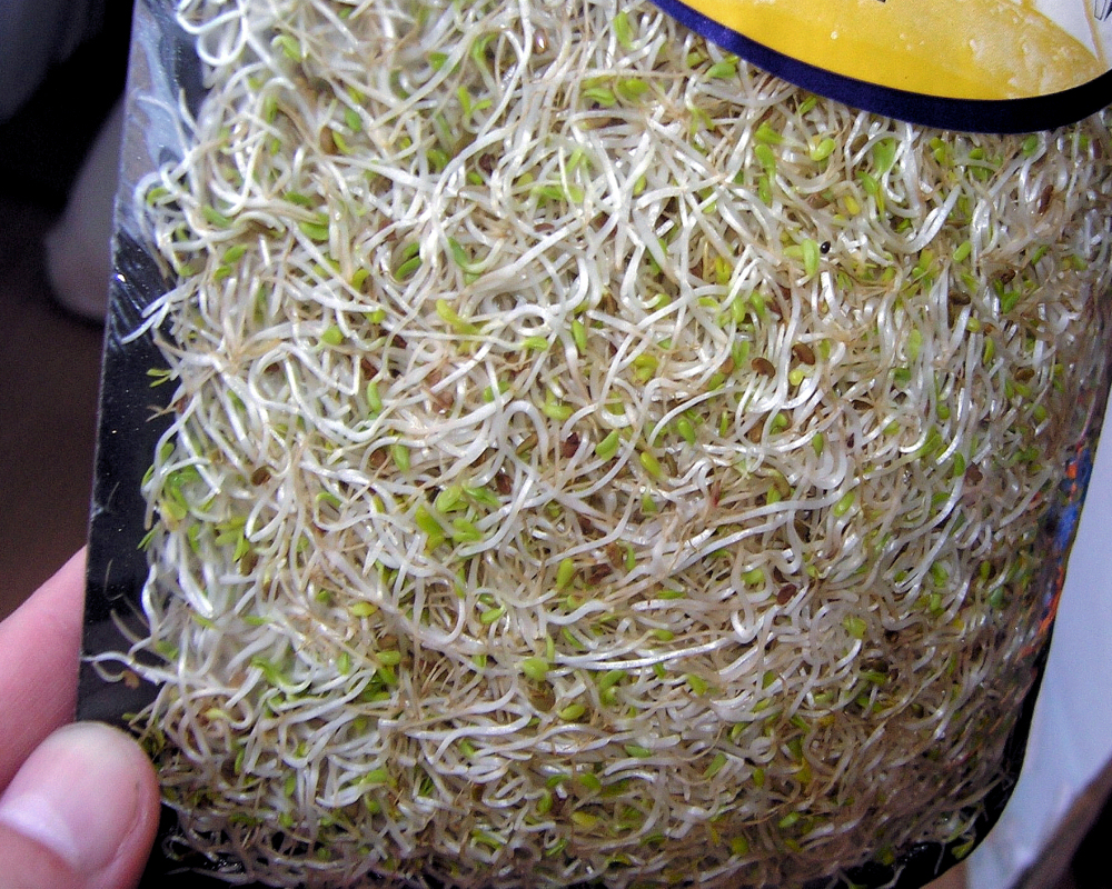 Microgreens – superpotravina, kterou si vypěstujete sami, zde vojtěška