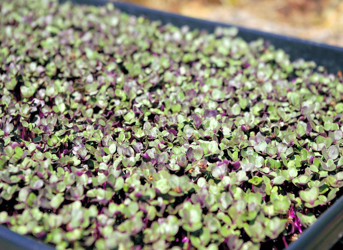 Microgreens – malé rostliny s velkou silou