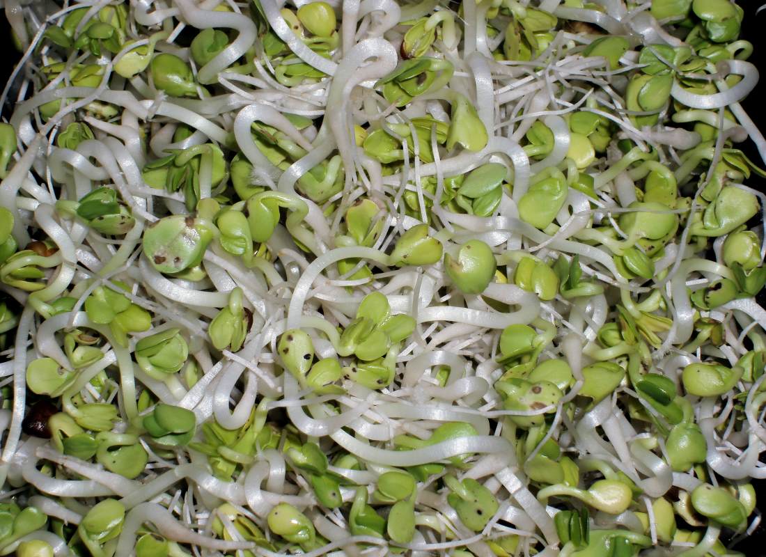Microgreens – pěstování, které zvládne každý