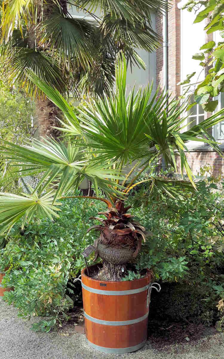Washingtonia s dlanitými listy... Palma Washingtonia má dlanité velké listy