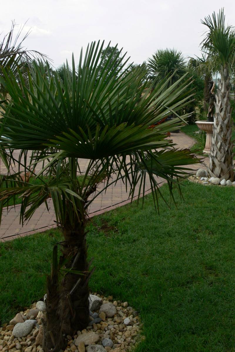 Trachycarpus - nejmrazuvzdornější palma na světě Trachycarpus patří mezi nejmrazuvzdornější palmy na světě