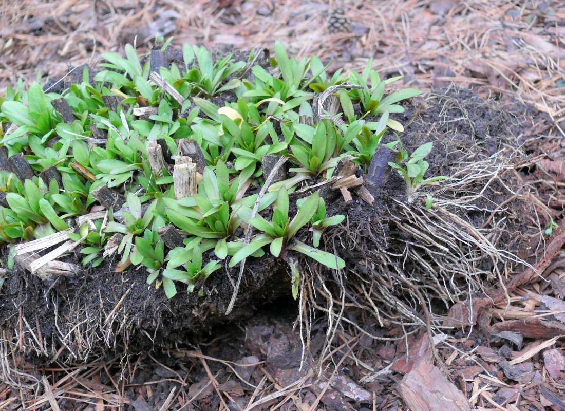 Záplevák (Helenium) – trs připravený k dělení