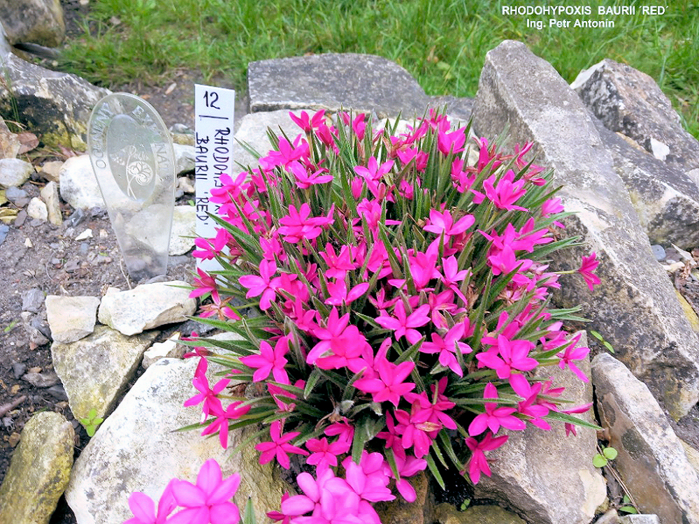 Rhodohypoxis baurii Red