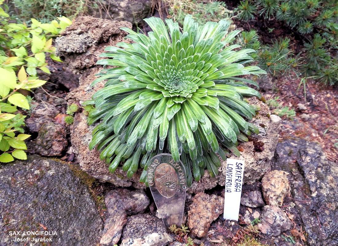 Saxifraga longifolia