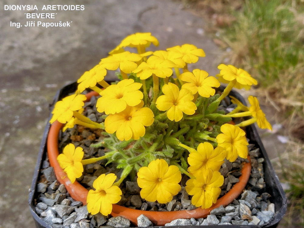 Dionysia aretioides Bevere