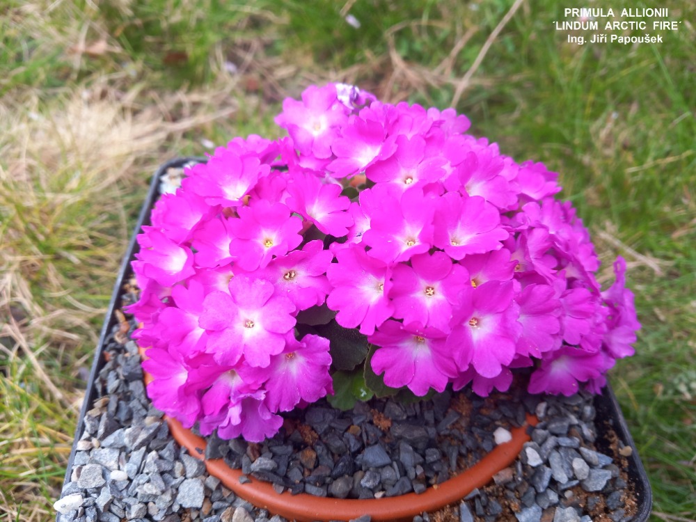 Primula allionii Lindum Artic Fire