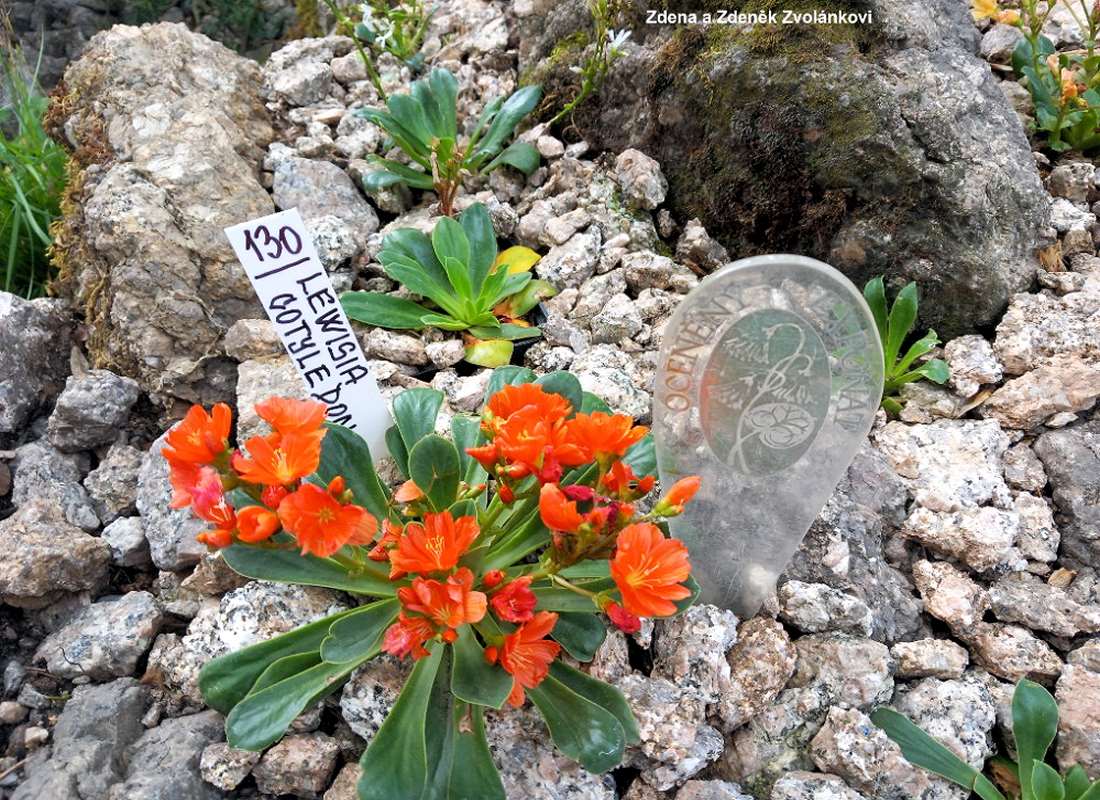 Lewisia cotyledon